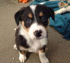 Border Collie X Huntaway Puppies Abergele Conwy Pets4homes Puppies Border Collies For Sale Collie Puppies