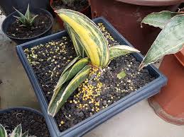 Image result for Sansevieria sinus-simiorum