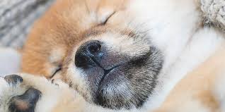 Encontre imagens stock de row cute puppies kittens on long em hd e milhões de outras fotos, ilustrações e imagens vetoriais livres de direitos na coleção da shutterstock. Welcome To Worldwide Puppies Kittens