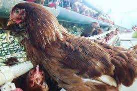 Check spelling or type a new query. Teliti Sebelum Beli Ini Cara Bedakan Ayam Kampung Asli Dan Ayam Joper Halaman All Kompas Com