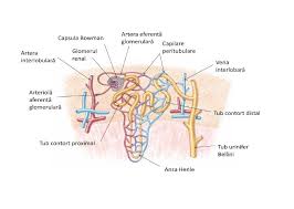 Alcătuirea Nefronului Anatomy Biology Human Anatomy