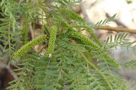 Image result for Prosopis glandulosa