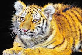 Seine Maritime Soupcons De Trafic De Tigre Neuf Personnes En Garde A Vue