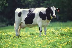 Cow Hd Wallpapers Animals World Cow Organic Dairy Dairy Cows