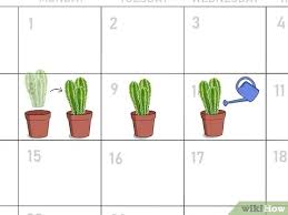 When and how often to water. How To Water A Cactus 12 Steps With Pictures Wikihow