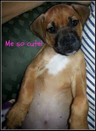 6 Week Black And White Pitbull Puppy Meet Maxie 8 Week Old 6 Lb Pitbull Mix Puppy Pitbulls Pitbull Mix Puppies Pitbull Mix