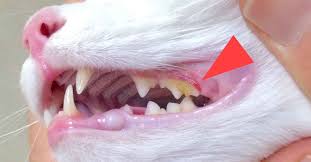 Dental Problems Walkerville Vet