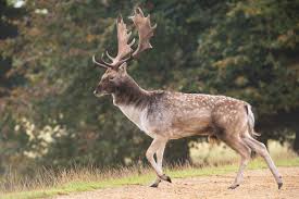 Have you ever wondered why deer shed antlers? Do Fallow Deer Shed Their Antlers