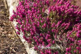 Image result for Erica wildii