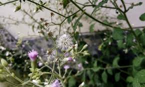 Image result for Vernonia anthelmintica