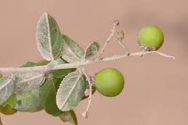 Image result for Centemopsis trinervis