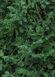 Image result for Coldenia procumbens