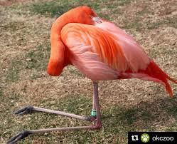 Flamingos Knees Don T Bend Backwards That Is Their Ankle Joint They Walk On Tip Toe Their Knees Are Hidden By Their Feathers