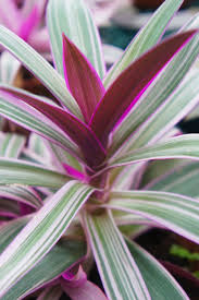 Check spelling or type a new query. Oyster Plant Care Tradescantia Spathacea Smart Garden Guide