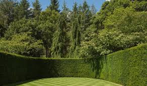 Gartenpflege tipps eibe richtig schneiden: Eibe Pflege Schneiden Einer Eibenhecke