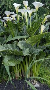 Image result for Zantedeschia aethiopica