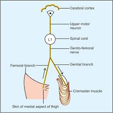 Image result for Cremasteric Reflex
