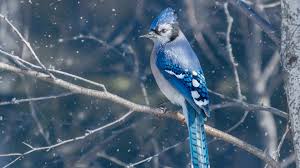 We have an extensive collection of amazing background images carefully chosen by our community. 1920x1080 Blue Jay Bird 4k Laptop Full Hd 1080p Hd 4k Wallpapers Images Backgrounds Photos And Pictures