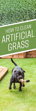 Learn how to remove dog urine smells from furniture, concrete, carpet, automobile carpet, vehicles, seats, shoes, and concrete. How To Clean Artificial Grass Dog Urine Dog Urine Dog Pee Dog Pee Smell