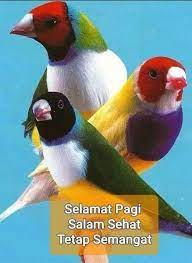 Pin Oleh Meliana Banu Meliana Di 1pagi Gambar Foto Zaman Dulu Selamat Pagi