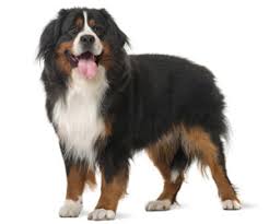 The bernese mountain dog, lovingly known as the berner, is one of four ancient swiss sennenhund breeds. Bernese Mountain Dog Wahl Usa