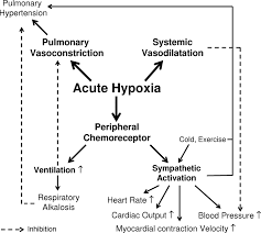 Effect Of Altitude On The Heart And The Lungs Circulation