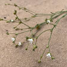 Image result for Limeum fenestratum