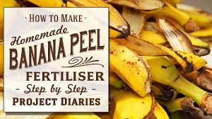 Can i just toss the peel. How To Make Banana Peel Fertiliser A Complete Step By Step Guide Youtube