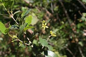 Image result for Cassipourea