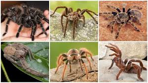 When this tissue is metabolized, it yields more than the camel immune system differs from those of other mammals. The Biggest Spiders In The World Swedish Nomad
