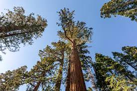 File:Yosemite National Park (CA, USA), Mariposa Grove of Giant Sequoias --  2022 -- 2746.jpg - Wikimedia Commons