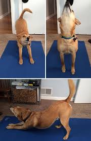 17 Dogs Who Are Way Better At Yoga Than You Animal Yoga Dogs How To Do Yoga