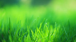 1920x1080 green grass field laptop full hd 1080p hd 4k wallpapers images backgrounds photos and pictures 1920x1080 green grass field laptop full