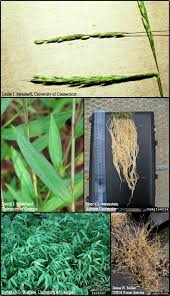 Image result for Microstegium