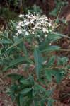 Image result for Vernonanthura polyanthes