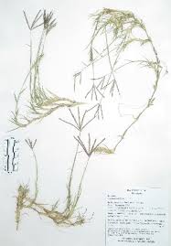 Image result for Cynodon incompletus