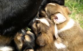 Lactation Chez La Chienne Conseils Et Bonnes Pratiques
