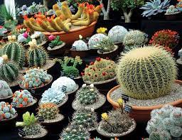 Cactus Tips How To Care For Your Cacti Woman S Weekly