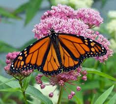 Our Top 10 Favorite Maryland Native Pollinator Perennials Landscape Design Installation Maintenance Milkweed Plant Butterfly Garden Plants Butterfly Plants