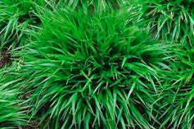 Image result for Luzula johnstonii