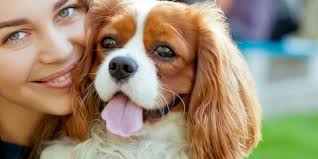 Jehannah Cavalier King Charles Spaniels, responsible breeder in Queensland 