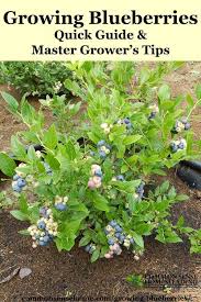 Growing Blueberries Best Tips For The Home Garden Growing Blueberries Blueberry Plant Plants