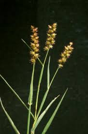 Image result for Cenchrus