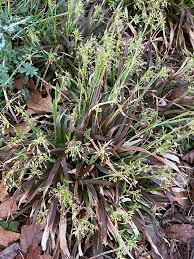 Image result for Luzula