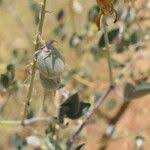 Image result for Crotalaria sphaerocarpa