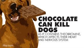 How does chocolate kill dogs. Chocolate Can Kill Dogs
