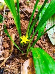 Image result for Curculigo pilosa