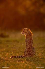 A Backlight Situation That I Took Complete Advantage Of In Masaimara Recently Toeholdphototravel Tra Wildlife Photography Wildlife Nature Photography