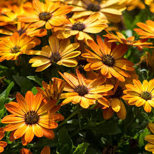 Image result for paprskovka obrázek