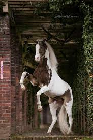 خيل و شعر On Twitter Horses Pretty Horses Beautiful Horses